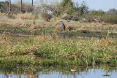 25-aug-Okavango-6