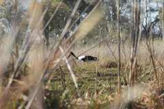 25-aug-Okavango-7