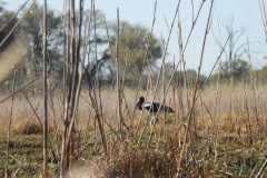 25-aug-Okavango-8