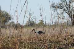 25-aug-Okavango-9