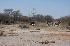 26-aug-Planet-Baobab-3