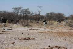 26-aug-Planet-Baobab-4