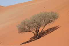 6-aug-Sossusvlei-6