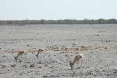 13-aug-to-Etosha-4