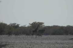 13-aug-to-Etosha-5