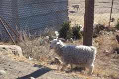 24-july-Taba-Tseka-3